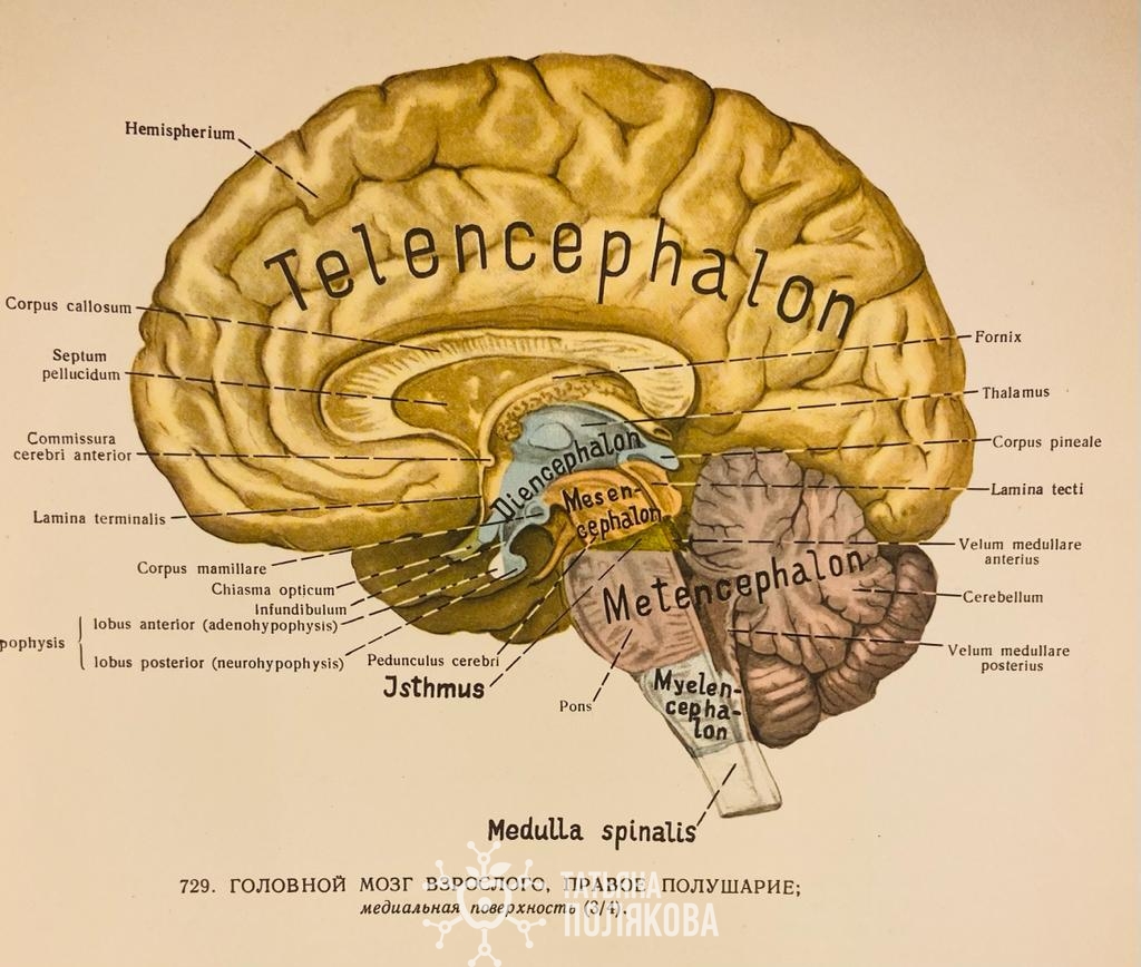 Изображение правого полушария головного мозга